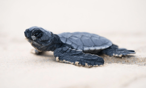 INFORMES DE AUDITORÍA