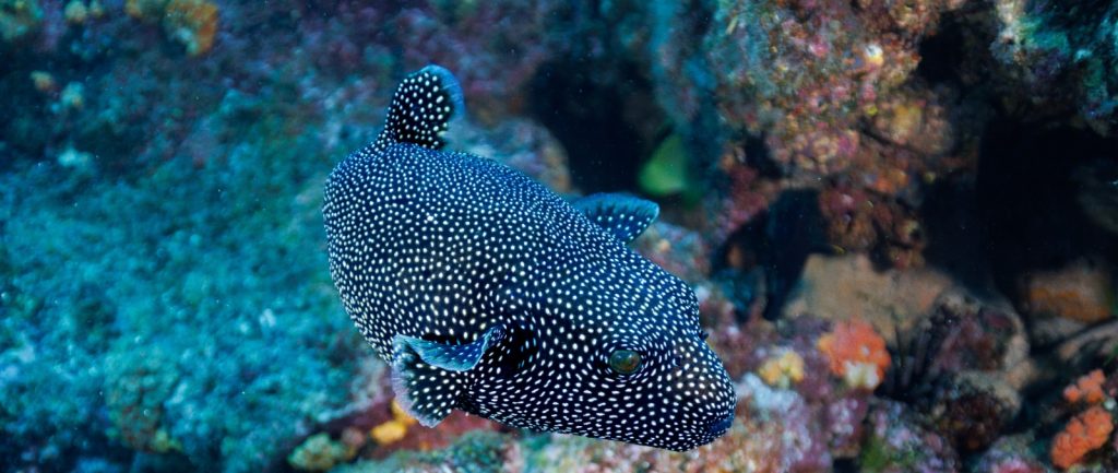 Redescubrir Galápagos