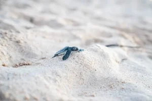 Rediscovering Galápagos