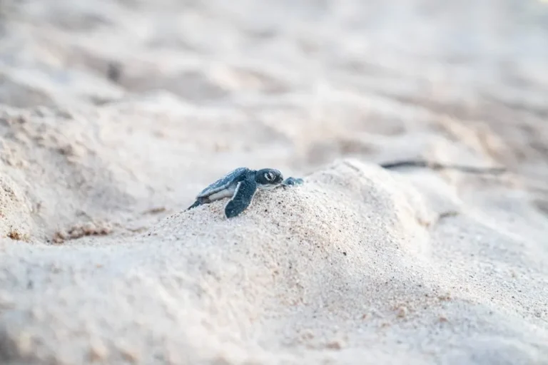 Rediscovering Galápagos